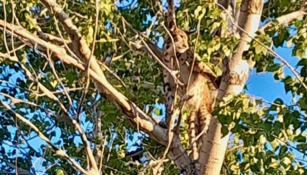 Anadolu parsı, Tunceli kırsalında görüntülendi